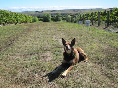 By Farr Vineyard