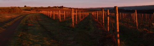 By Farr Vineyard