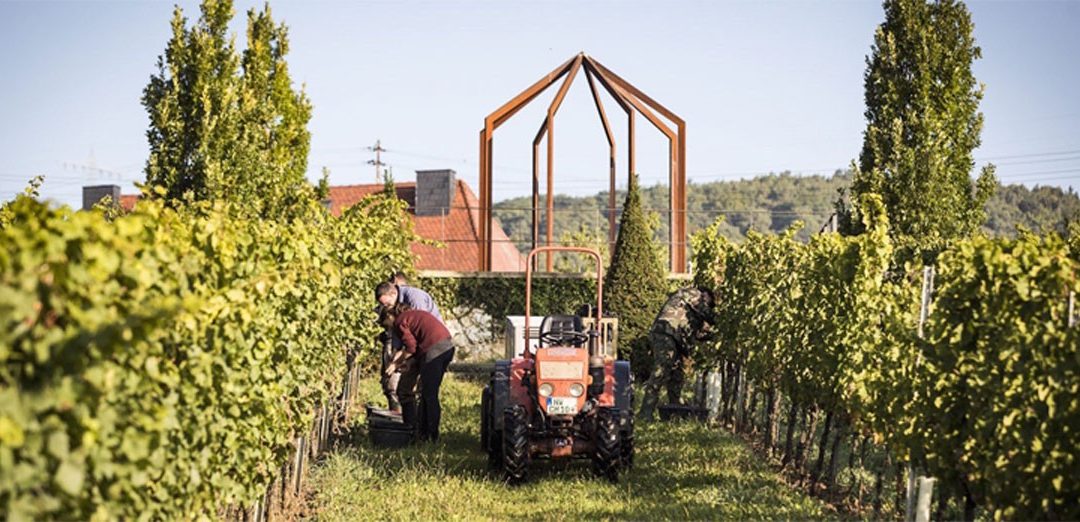 A Christmann Vineyard