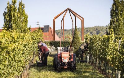 A Christmann Riesling – The Power and the Glory