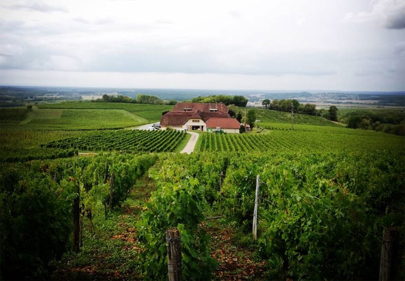 Domaine de la pinte vineyard