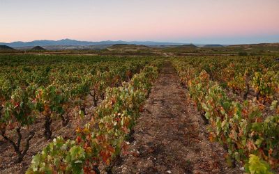 Bodegas Exopto – The Real Soul of Rioja