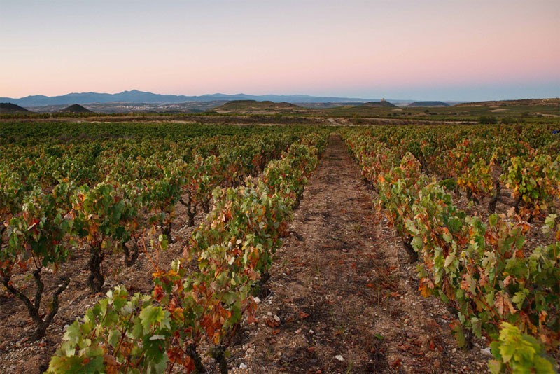 Exopto Rioja