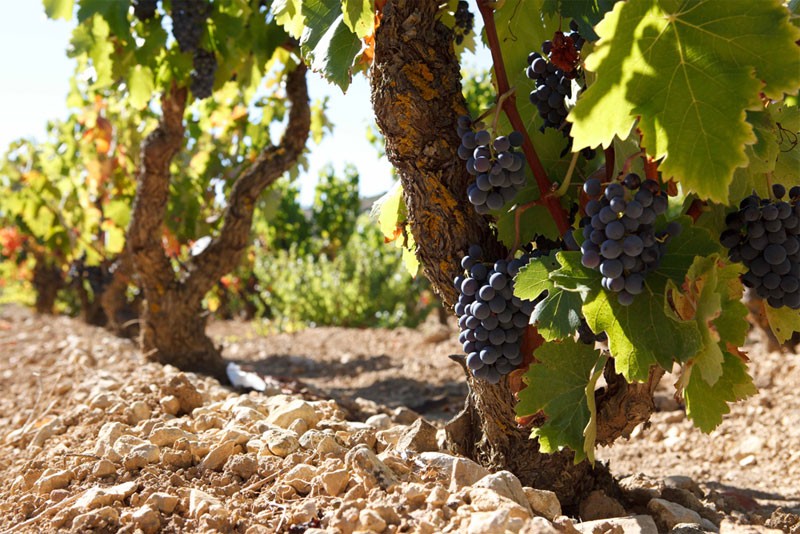 Exopto Vines