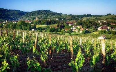 A guide to the Jura’s unique wines