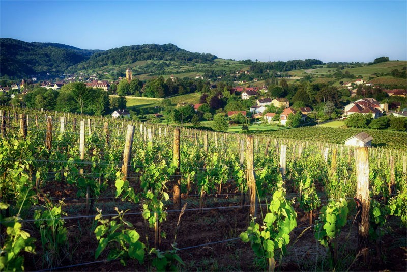 Jura vineyards