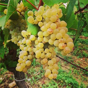 Jura grapes