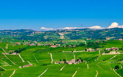 Understanding Nebbiolo Part 1 – The Taste