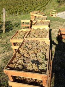 Domaine de la Pinte grapes drying