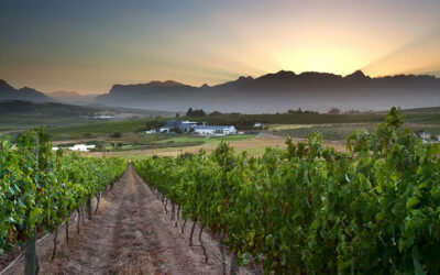 Sublime South African Chenin Blanc