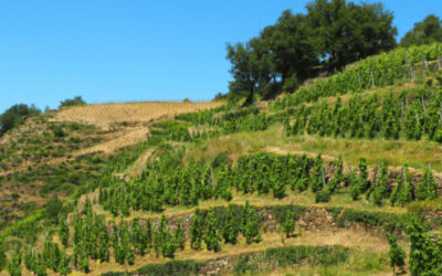 Understanding Soave – the grapes and the sites