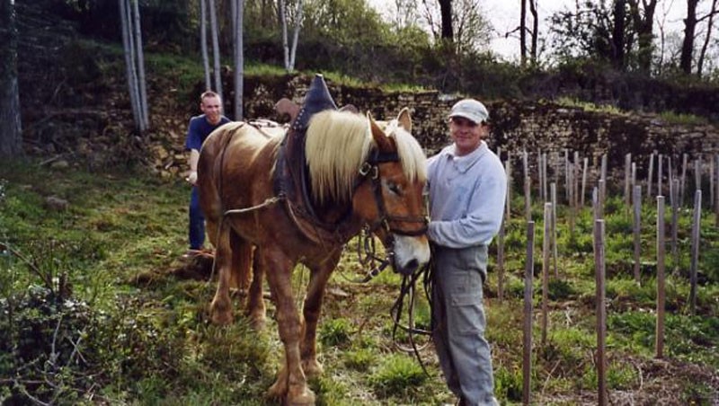 Tissot vineyards horse