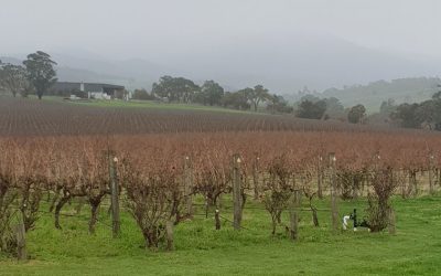 Spotlight on the Yarra Valley 2019