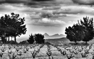 Heroic Viticulture in South Africa