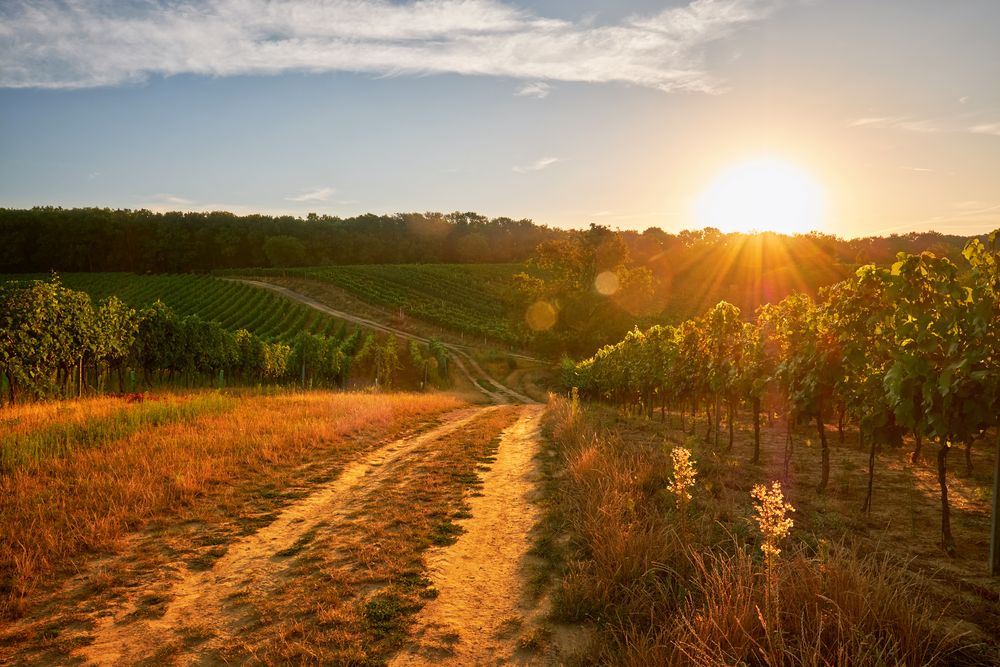 Waters Wine Company