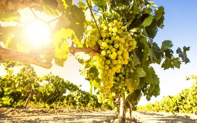 Riesling – a perfect fit for Australia