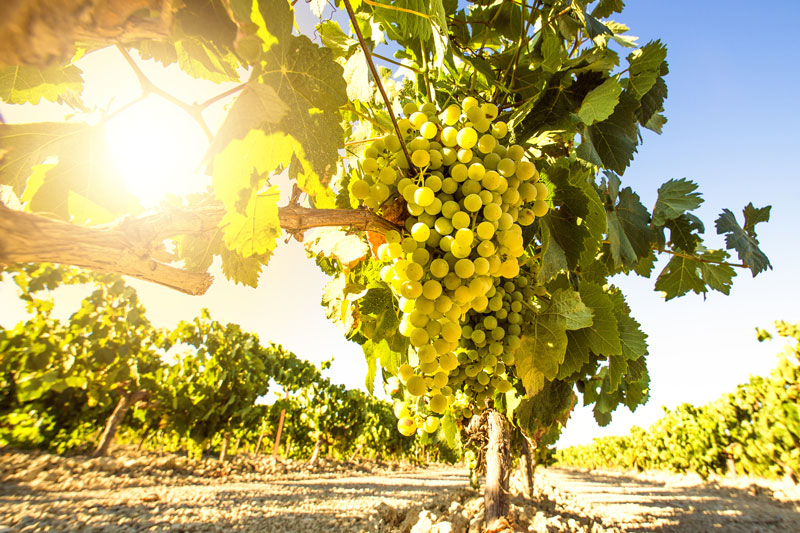 RIESLING – A PERFECT FIT FOR AUSTRALIA